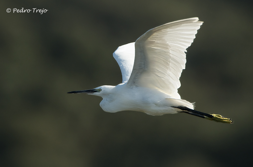 Garceta común (Egretta garzetta)